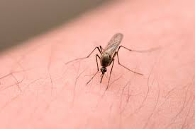 Malaria has been recognised as a human disease for thousands of years. Malaria