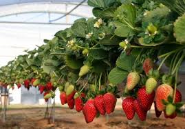 Berry fruits can also be found in the fruit & vegetables section. Production Of Berries In Mexico A Growing Market