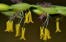 Image result for Alloteropsis