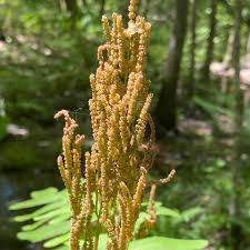 Image result for Osmunda regalis