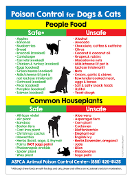 The christmas cactus is not toxic but may cause upset stomach or vomiting in pets. Amazon Com Poison Control For Dogs And Cats Refrigerator Magnet Food And Plants Toxic To Cats And Dogs Kitchen Magnet Animal Safety Magnet 5 Inches X 7 Inches 1 Industrial Scientific