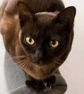 Burmese Cat Breed Profile | Petfinder