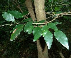 Image result for Baphia multiflora