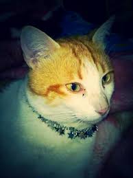 Star Cat Animals Cats Meows