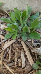 Image result for Ruellia cordata