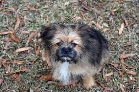 Yorkie pomeranian mixes are undeniably cute. Yorkie Pom Dog Breed Health Temperament Training Feeding And Grooming Petguide