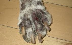 Columbia allergy clinic is a leading asthma, immunology and allergy practice with 12 convenient locations across state lines. Northwest Animal Allergy Dermatology