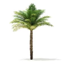 Date Palm Tree 3d Model 5m Date Palm Palm Trees Tree