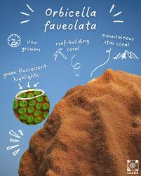 Image result for Halopegia azurea