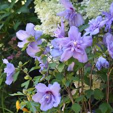 Image result for Hibiscus schinzii