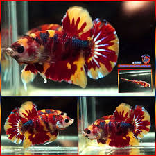 Black And Yellow Fish From Nemo Live Betta Fish Male Tiger Nemo Halfmoon Plakat Hmpk 2324 Betta Fish Betta Fish