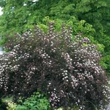 Is the ninebark a good plant for a garden? Summer Wine Ninebark Physocarpus Opulifolius Proven Winners