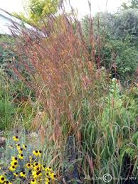 Image result for Andropogon chinensis