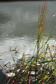 Image result for Oryza longistaminata