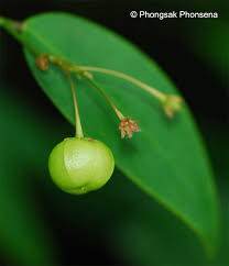 Image result for Phyllanthus martinii