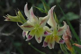 Image result for Gladiolus trichonemifolius