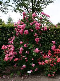 'full speed a hedge' is a sport of 'hetz wintergreen' selected for its very rapid growth rate, dense branching structure, and tall, narrow habit. Ramblerrose American Pillar Schonste Rosen Expertenwissen