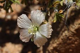 Image result for Monsonia burkeana