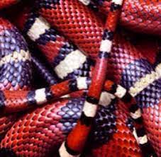 Snake Skin Close Up Surface Red Black White Imprints Scales Book Art Texture Snake