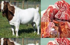 Harga bermula dari rm3800 hingga rm4500. Harga Daging Kambing Per Kg Terbaru Juni 2021 Hargabulanini Com