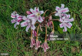 Image result for Crinum macowanii