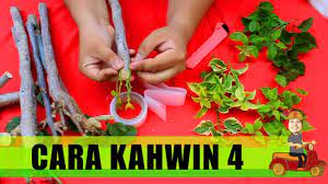 Itulah bunga krokot (moss tapi, bagi yang belum pernah menanam bunga ini, masih menyisakan 'segudang' pertanyaan. Cara Tanam Pokok Bunga Kertas Bougainvillea Paling Senang Youtube