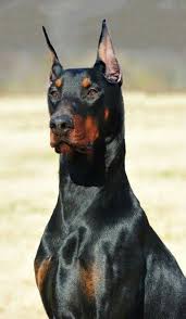 doberman dobermanpinscher dog dogsofinstagram dogs dobie dobermansofinstagram dobermanpride dobermann v 2020 g doberman shenki ogromnye sobaki doberman pincher