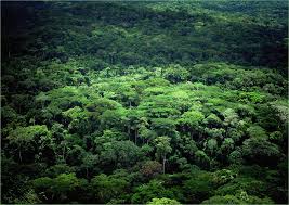 Image result for Thomandersia congolana