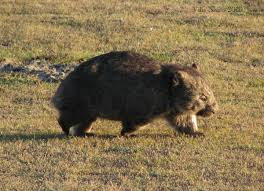 Image result for Common wombat
