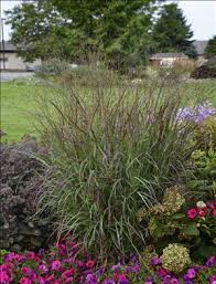 Image result for Panicum chionachne