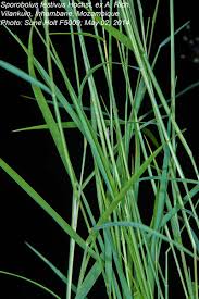 Image result for Sporobolus festivus