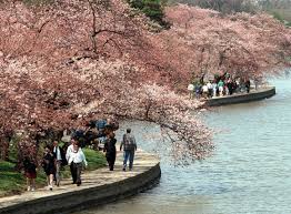 As cherry blossoms are japan's national flower, this gift represented friendship. Japanese Cherry Trees Planted Along Tidal Basin March 27 1912 Politico