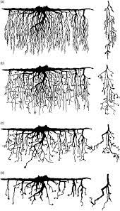 Growth And Development Of The Root System Of Norway Spruce Picea Abies In Forest Stands A Review Sciencedirect