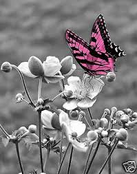 Black And White With Pop Of Color Black White Pink Butterfly Wall Art Home Decor Matted Picture Ebay Butterfly On Flower Color Splash Purple Butterfly