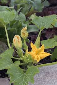 Die zucchini (cucurbita pepo var. Zucchini Im Topf Pflanzen Pflegen Ernten Freudengarten