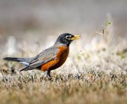 The woodworking information found on these sites range in quantity and quality. How To Build A Robin Birdhouse Nest Box Step By Step Growit Buildit