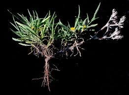 Image result for Geigeria schinzii