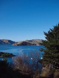 The Blackthorn Orphans Blog The Blackthorn Orphans