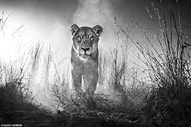 Daredevil Wildlife Photographer Captures World S Most Ferocious Beasts David Yarrow Black And White Lion Wallpaper Animal Wallpaper