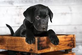 If you are considering buying a miniature schnauzer puppy, please take note of the 'eye testing results' page on this website to ensure the breeder of your puppy is keeping their dogs eye we do not recommend anyone to purchase a puppy without seeing 'clear eye certificates' from both parents. 350 Black Dog Names The A Z Of Beautiful Names For Black Dogs All Things Dogs All Things Dogs