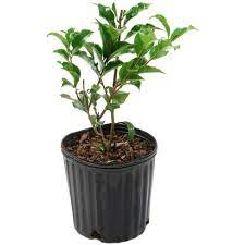 Clifford parkes plants from online plants melbourne. 2 5qt Black Magic Camellia Japonica Plant With Dark Red Blooms National Plant Network Target