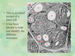 And label it with the check list above use strips of paper glued to toothpicks to lable. The Incredible Edible Plant Cell Ppt Video Online Download