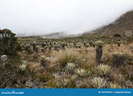 Frailejones Con Niebla Sobre Las Montañas En Sumapaz Paramo ...