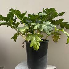 Image result for Aeollanthus breviflorus