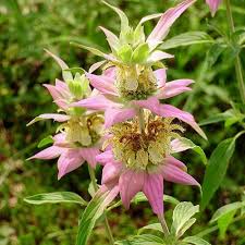 Maybe you would like to learn more about one of these? Virginia Rabbit Proof Native Plants