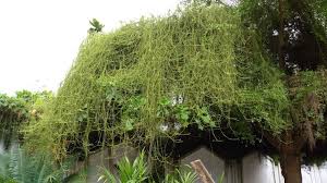 Image result for Cassytha filiformis