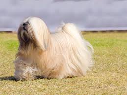 Does lhasa apso have an undercoat? Lhasa Apso Dog Full Profile History And Care
