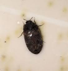 beetles around window sill pest