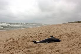 In der gesamten nordsee gehören die intakten meeresgewässer vor den inseln sylt und amrum zu den. Tipps Fur Einen Urlaub Auf Sylt Veggie Guide Transglobal Pan Party