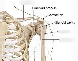The muscles of the shoulder support and produce the movements of the shoulder girdle.they attach the appendicular skeleton of the upper limb to the axial skeleton of the trunk. Shoulder Bones Diagram Quizlet